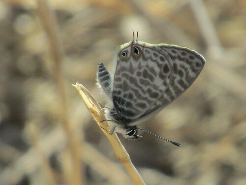 Lang's Short-tailed Blue photo 3