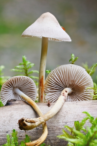 Mycena inclinata
