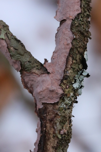 Oak Crust