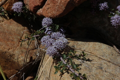 Ceanothus prostratus