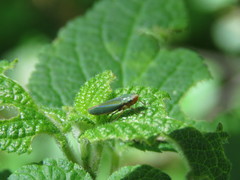 Graphocephala psephena