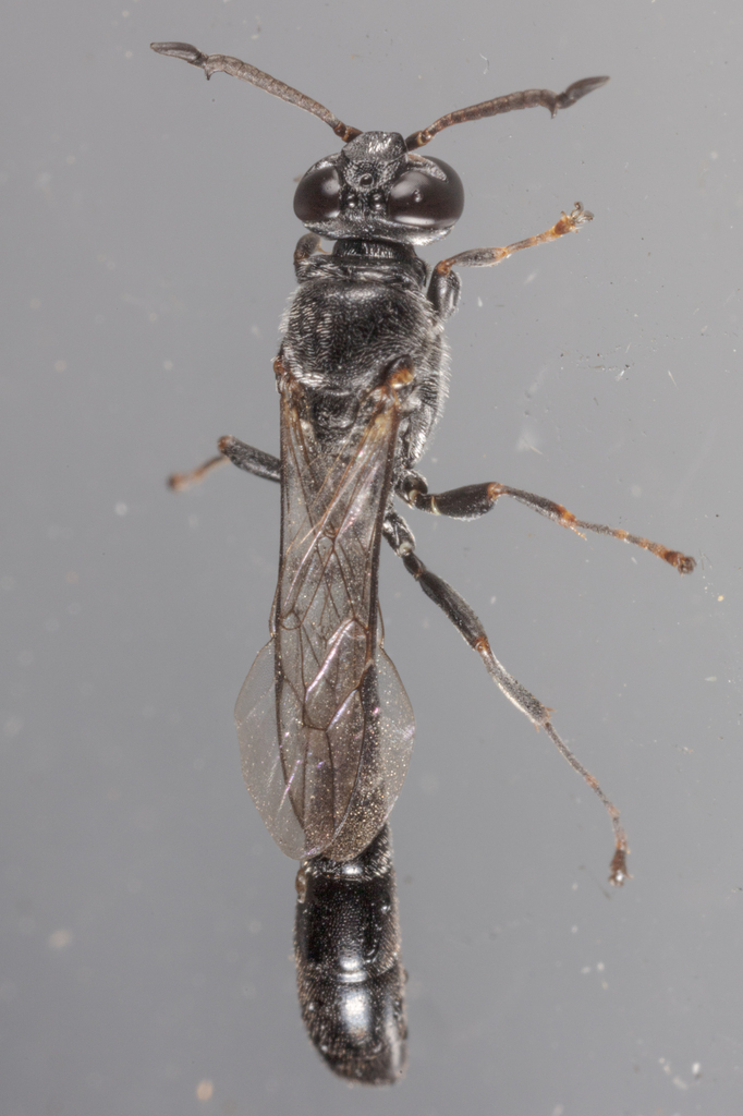 Trypoxylon punctivertex