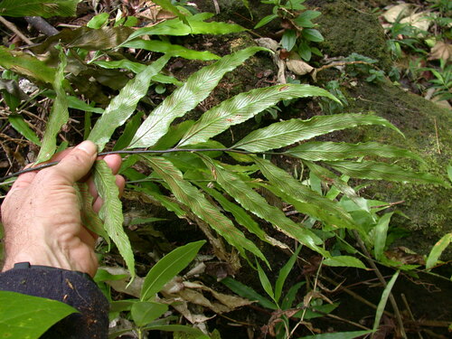 Asplenium quaylei observed 2003-02-02