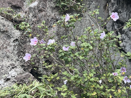 Hibiscus syriacus