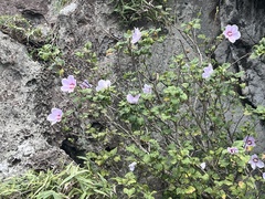 Straucheibisch (Hibiscus syriacus): Herkunft und Verwendung — Foto 2