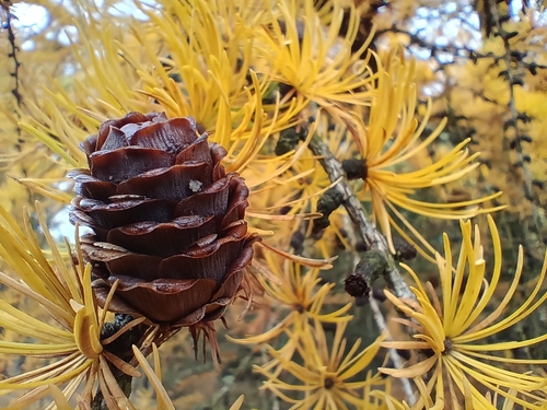 Image of Larix kaempferi by (c) Rolf A. Engelmann, some rights reserved (CC BY)