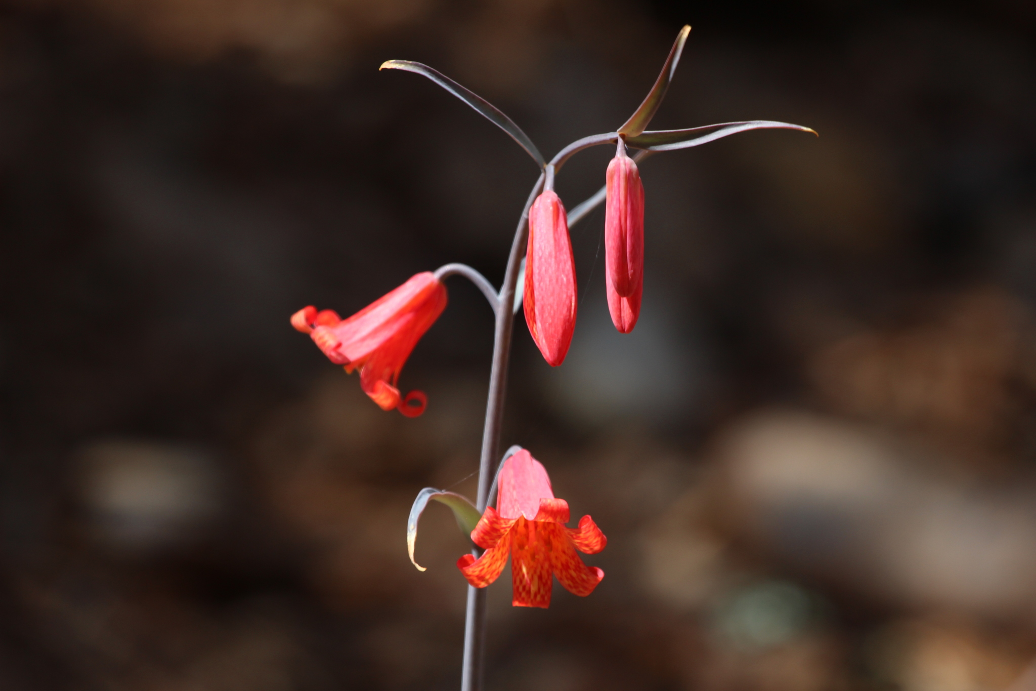 Fritillaria recurva