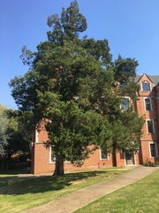 Juniperus virginiana