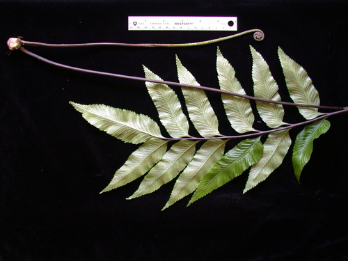 Asplenium quaylei observed 2003-12-07