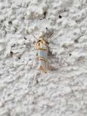 Argentostiria koebelei