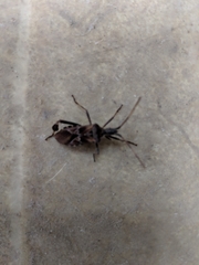 Leptoglossus clypealis