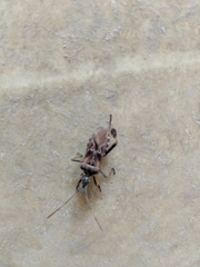 Leptoglossus clypealis