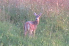 Odocoileus virginianus leucurus