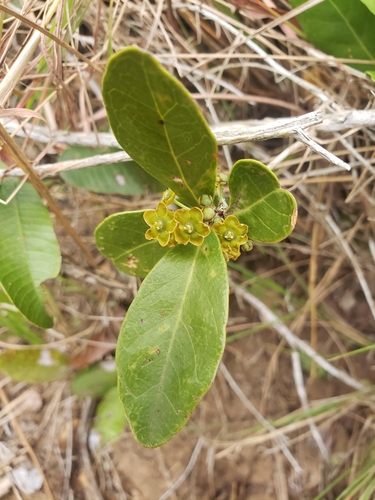 Image of Salacia kraussii by (c) Ben Costamagna, some rights reserved (CC BY)