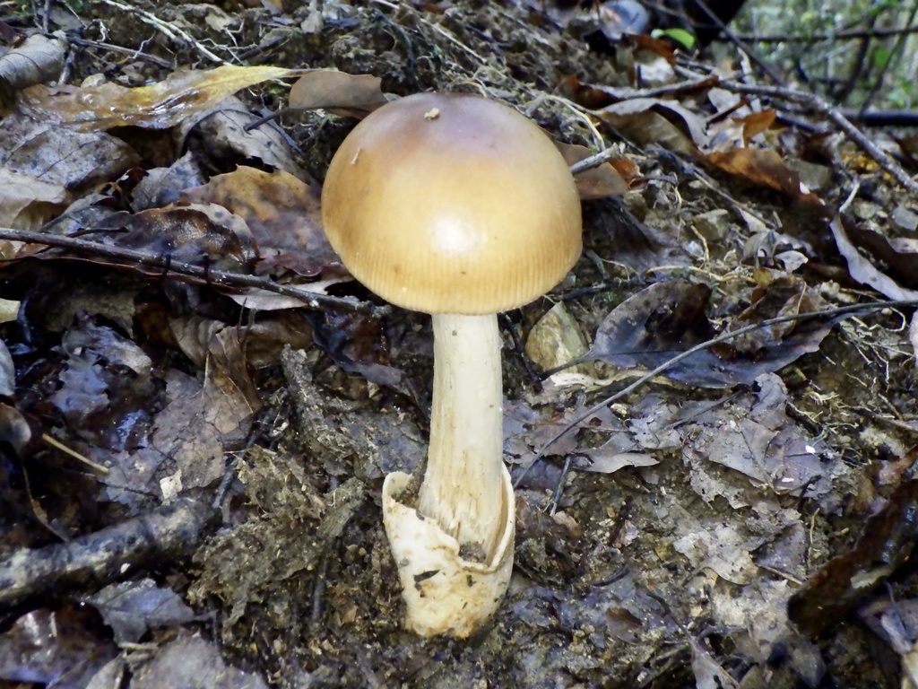 Amanita fulva · October 2023 · photo: © re_nebel (iNaturalist, cc-by)