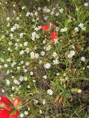 Chaetopappa asteroides