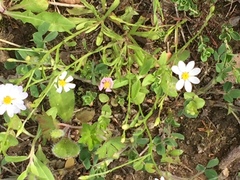 Chaetopappa asteroides