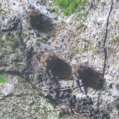 Emballonuridae