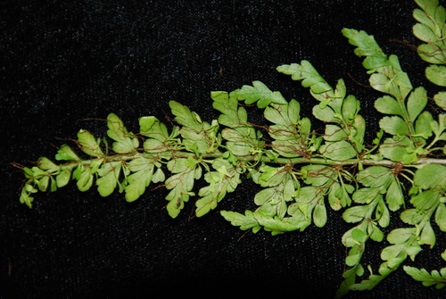 Asplenium observed 2009-09-18