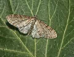 Trichopteryx carpinata