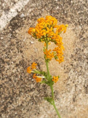 Image of Manulea tomentosa by (c) Ben Costamagna, some rights reserved (CC BY)