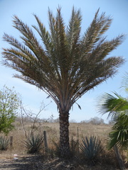 Phoenix dactylifera