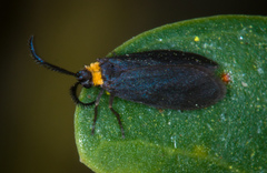 Acoloithus falsarius
