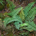 Asplenium schizophyllum - Photo (c) Kenneth R. Wood (NTBG), algunos derechos reservados (CC BY-NC), subido por Kenneth R. Wood (NTBG)