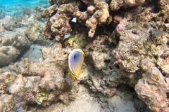 Chaetodon trifasciatus