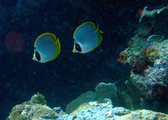 Chaetodon adiergastos
