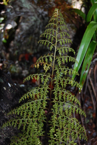 Asplenium schizophyllum