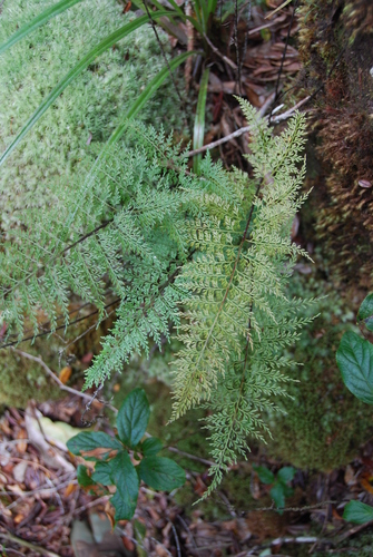 Asplenium schizophyllum