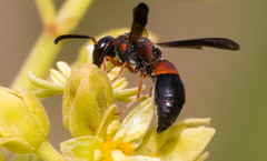 Parancistrocerus histrio
