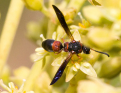Parancistrocerus histrio
