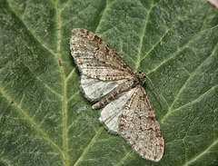 Trichopteryx carpinata