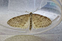 Trichopteryx carpinata