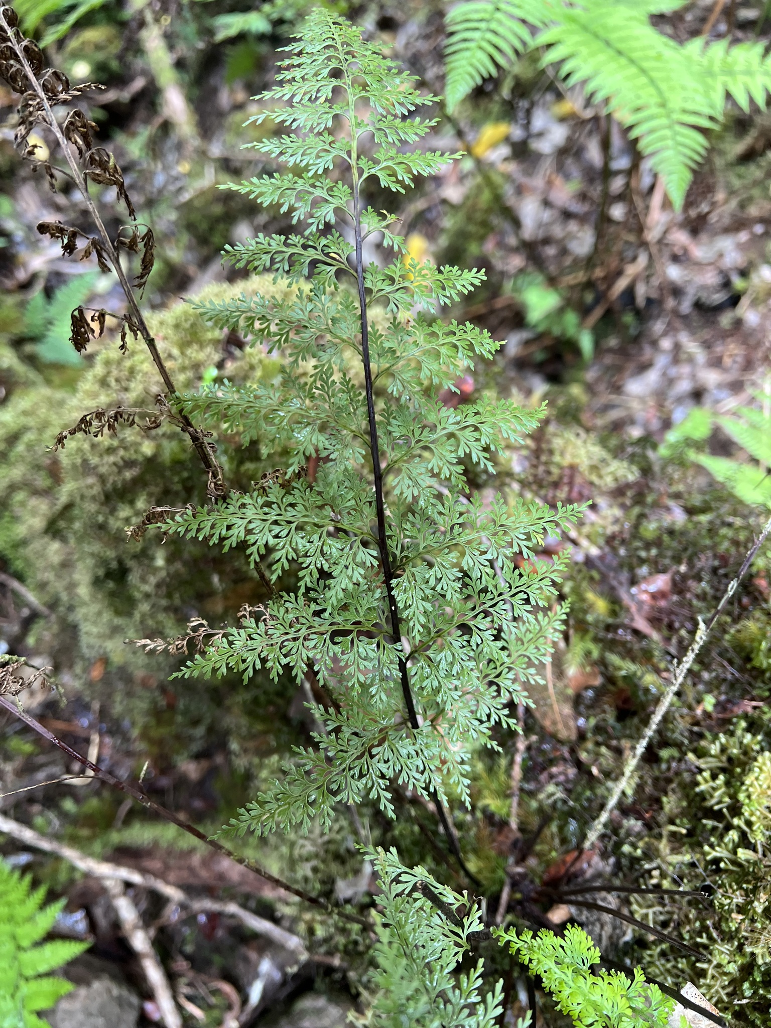 Asplenium schizophyllum