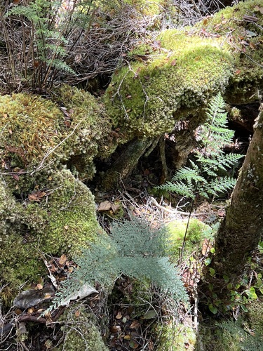 Asplenium schizophyllum, 2023-08-17
