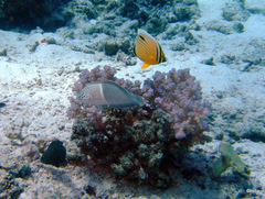 Chaetodon austriacus