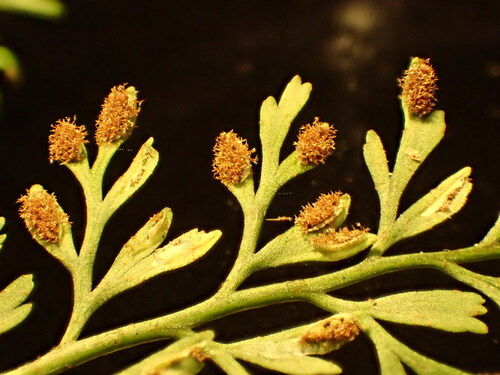 Asplenium schizophyllum