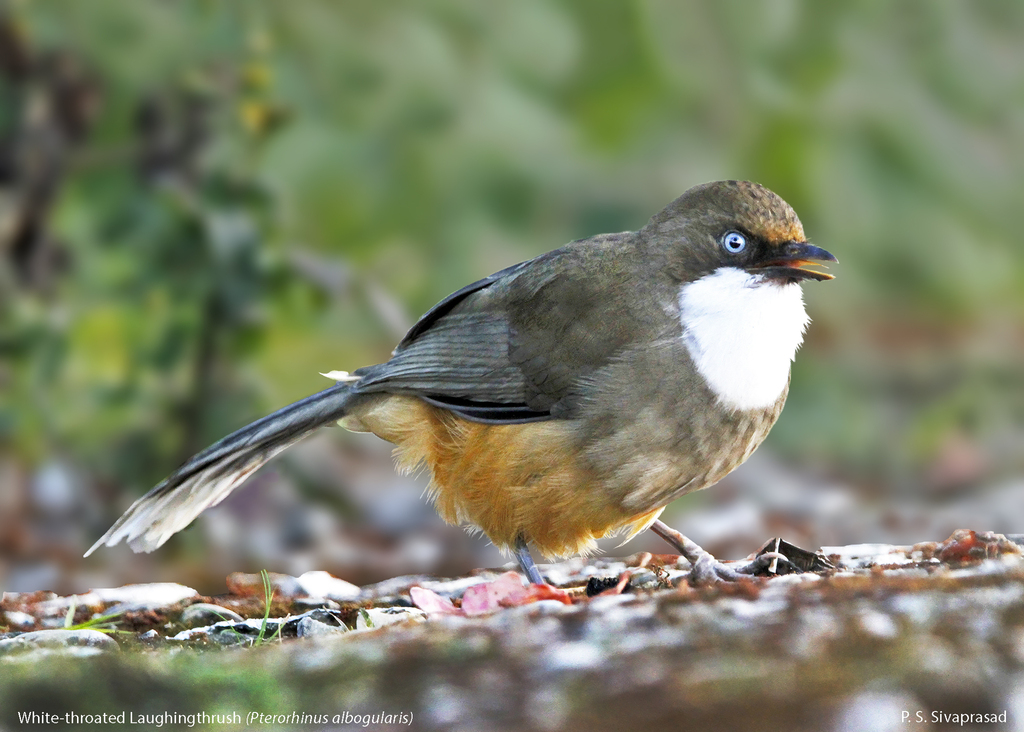 White-throated Laughingthrush (Pterorhinus albogularis) photo