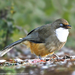 White-throated Laughingthrush - Photo (c) P. S. Sivaprasad, some rights reserved (CC BY-NC), uploaded by P. S. Sivaprasad