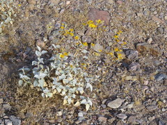 Bahiopsis reticulata