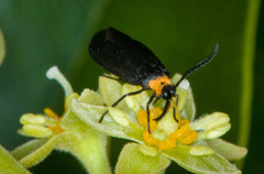 Acoloithus falsarius