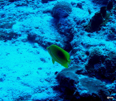 Chaetodon bennetti