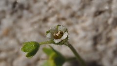 Eucrypta chrysanthemifolia bipinnatifida