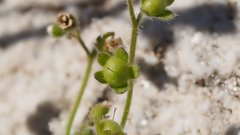 Eucrypta chrysanthemifolia bipinnatifida
