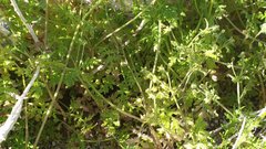 Eucrypta chrysanthemifolia bipinnatifida