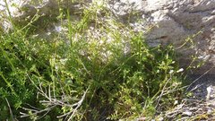 Eucrypta chrysanthemifolia bipinnatifida