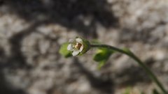 Eucrypta chrysanthemifolia bipinnatifida